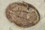 Two Apatokephalus Trilobites With Asaphellus - Fezouata Formation #209717-2